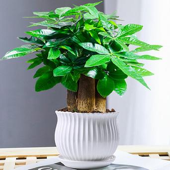 这五种绿植好养活 范文模稿 这五种绿植好养活 范文模稿
