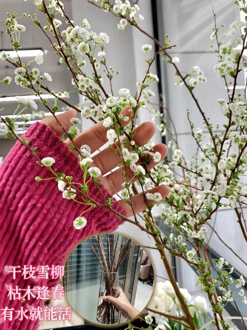 春天也能看雪找几根雪柳扦插在盆里朵朵白花就似雪花 范文模稿