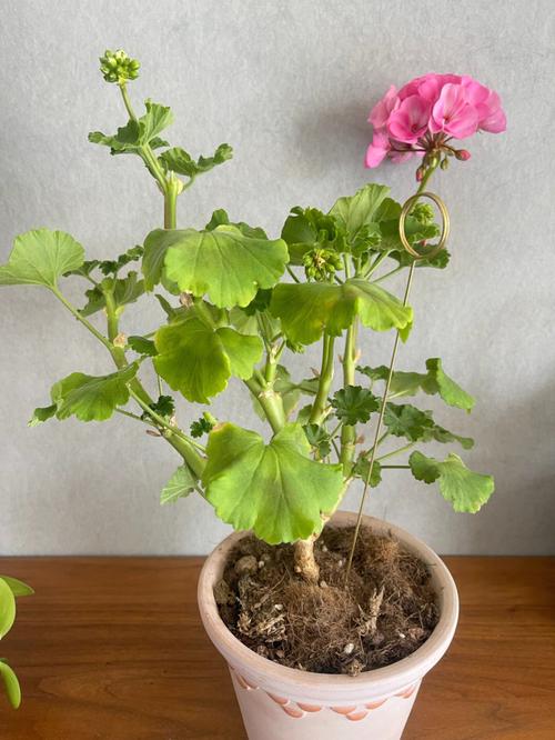 天竺葵国王怎么养这样做苗壮花多颜色美很勤花 范文模稿 天竺葵国王怎么养这样做苗壮花多颜色美很勤花 范文模稿