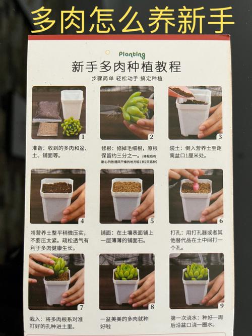 多肉植物养护全攻略10个技巧四季生机勃勃一文成为养护大师 范文模稿 多肉植物养护全攻略10个技巧四季生机勃勃一文成为养护大师 范文模稿