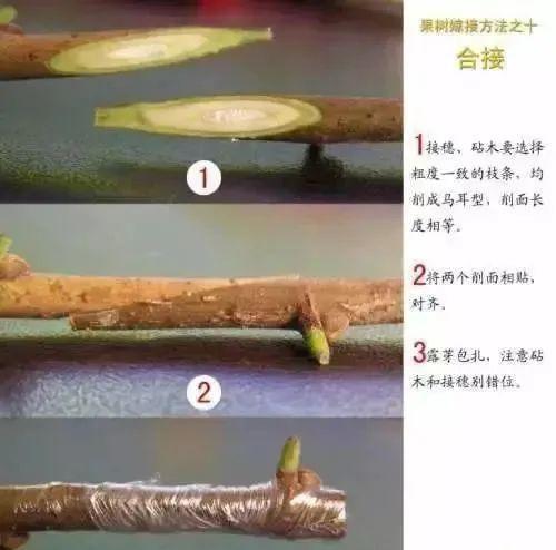 植物花卉嫁接需要用到的几个技巧新手也能轻松学会 范文模稿 植物花卉嫁接需要用到的几个技巧新手也能轻松学会 范文模稿