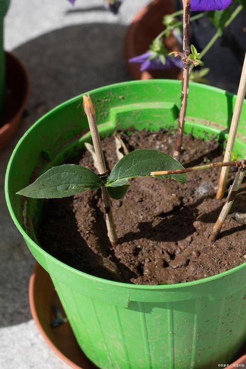 海棠种植方法和时间 范文模稿 海棠种植方法和时间 范文模稿