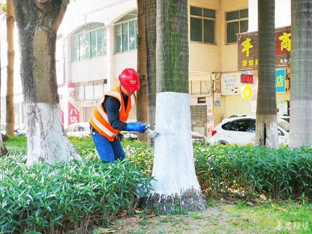 保暖防虫番禺给绿化树穿衣过冬 范文模稿 保暖防虫番禺给绿化树穿衣过冬 范文模稿