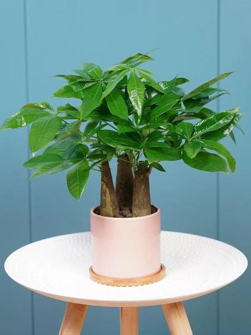 家中养5种绿植天天不缺钱想要家里财源不断养起来 范文模稿 家中养5种绿植天天不缺钱想要家里财源不断养起来 范文模稿