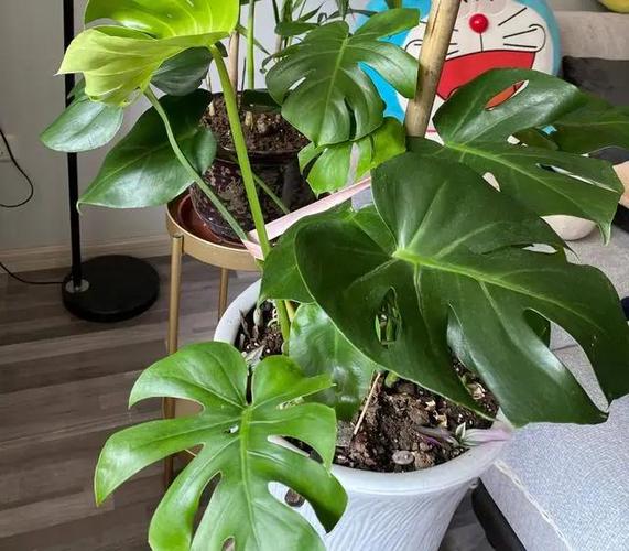 龟背竹养好有3技巧枝叶翠绿叶子脸盆大长成小森林 范文模稿 龟背竹养好有3技巧枝叶翠绿叶子脸盆大长成小森林 范文模稿
