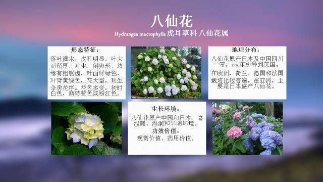 趣味开启100 种植物的图文之旅领略花卉花园的魅力 范文模稿 趣味开启100 种植物的图文之旅领略花卉花园的魅力 范文模稿