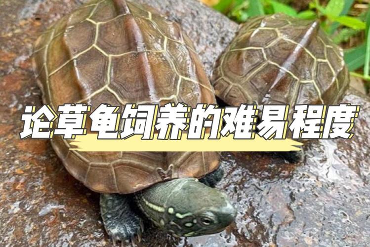 只有草龟才有资格叫乌龟鸫龟先生干货分享草龟饲养全套解决方案 范文模稿 只有草龟才有资格叫乌龟鸫龟先生干货分享草龟饲养全套解决方案 范文模稿