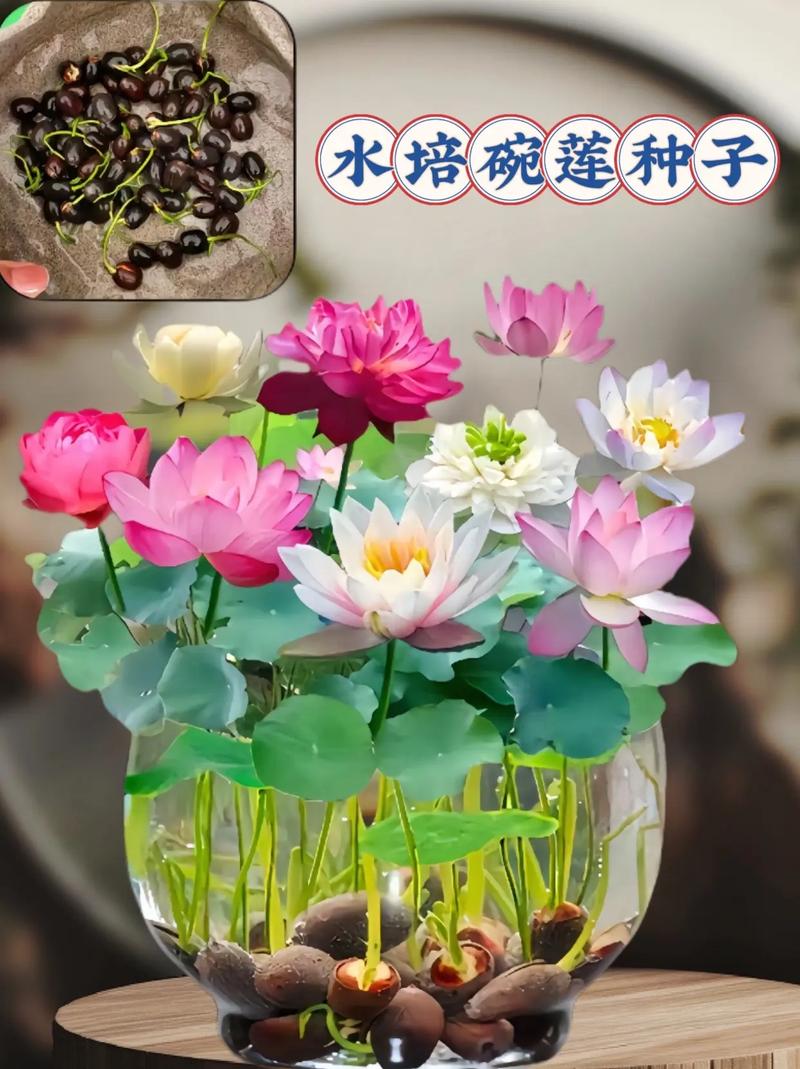 6种水培花菜鸟养上它心情舒畅乐开花 范文模稿 6种水培花菜鸟养上它心情舒畅乐开花 范文模稿