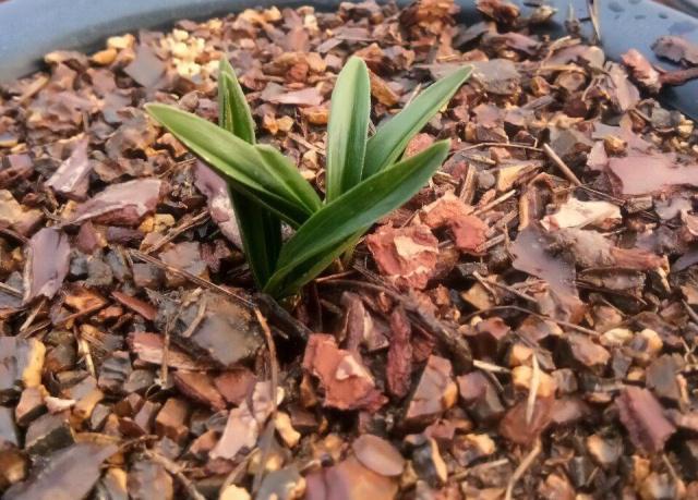 路边捡到的松树皮可是大宝贝用它养兰花花苞突突冒 范文模稿 路边捡到的松树皮可是大宝贝用它养兰花花苞突突冒 范文模稿