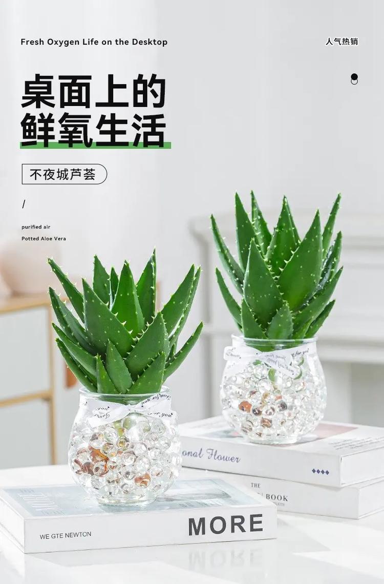 芦荟水养技巧养护简单风格多样 范文模稿 芦荟水养技巧养护简单风格多样 范文模稿