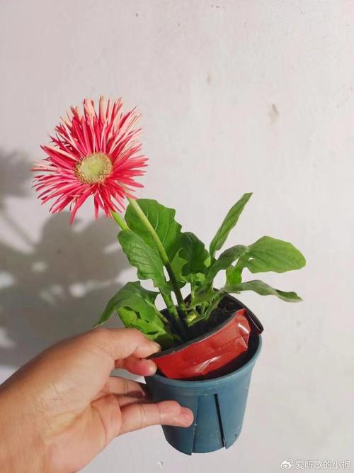 非洲菊小苗到手后如何带大如何保证常年开花 范文模稿 非洲菊小苗到手后如何带大如何保证常年开花 范文模稿