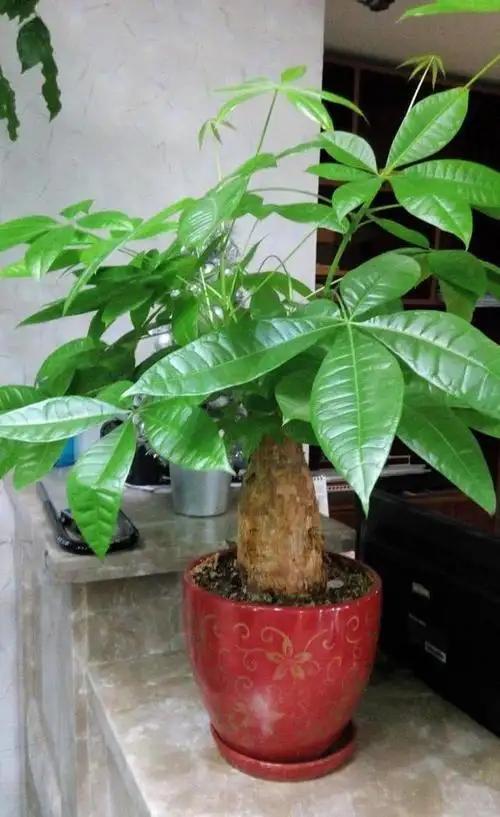 招财树10年养殖经验分享 范文模稿 招财树10年养殖经验分享 范文模稿