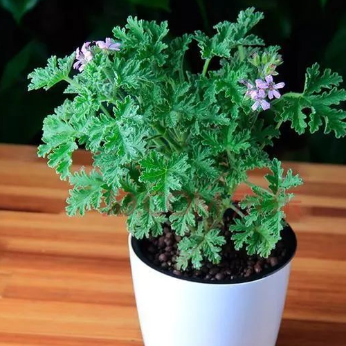 3种可以驱蚊的花草养一盆在家里好养茂盛又美观蚊子不敢来 范文模稿 3种可以驱蚊的花草养一盆在家里好养茂盛又美观蚊子不敢来 范文模稿