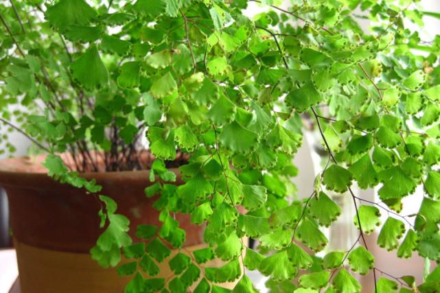 铁线蕨水培养牢记一消毒二换水三光照叶片青翠不枯黄 范文模稿 铁线蕨水培养牢记一消毒二换水三光照叶片青翠不枯黄 范文模稿