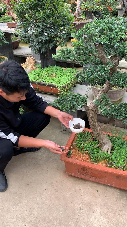 这个视频告诉你盆栽植物如何施肥和怎么样选择肥料花卉绿植 范文模稿 这个视频告诉你盆栽植物如何施肥和怎么样选择肥料花卉绿植 范文模稿
