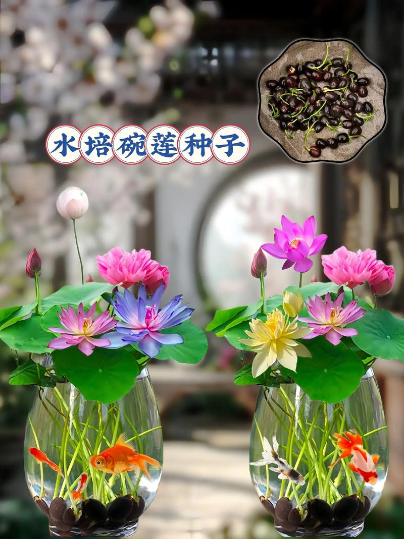 最适合夏日水培的6种花草与养护技巧学会再也不担心水多烂根了 范文模稿 最适合夏日水培的6种花草与养护技巧学会再也不担心水多烂根了 范文模稿