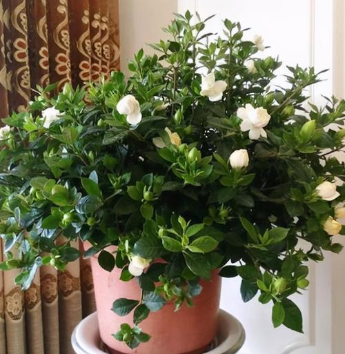 冬天养盆香水花比大蒜还好养十个颜色轮流开满屋香水味 范文模稿 冬天养盆香水花比大蒜还好养十个颜色轮流开满屋香水味 范文模稿