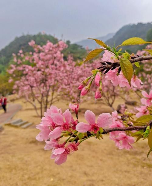 二月春意浓良庆这些赏花好地方快来打卡 范文模稿 二月春意浓良庆这些赏花好地方快来打卡 范文模稿