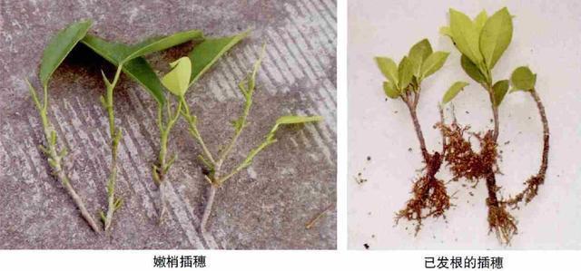 黄金榕繁殖及病虫害防治栽培技术 范文模稿 黄金榕繁殖及病虫害防治栽培技术 范文模稿