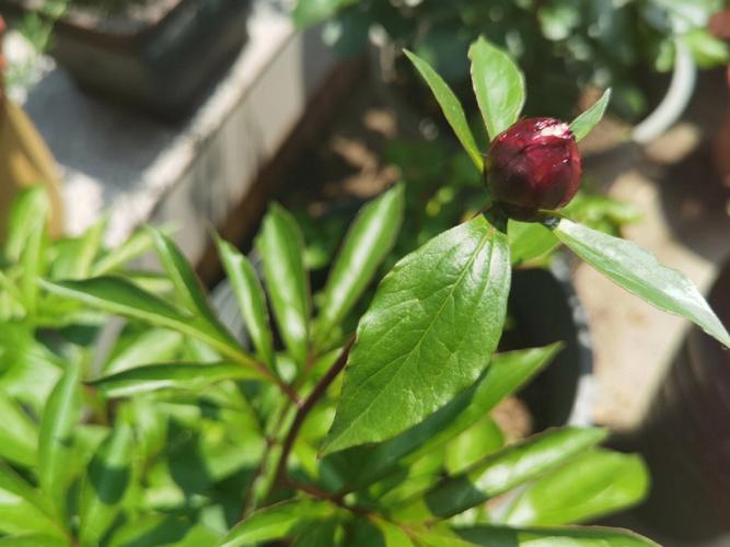 花盆加入这三种药丸花骨朵砰砰长开花各位旺盛 范文模稿 花盆加入这三种药丸花骨朵砰砰长开花各位旺盛 范文模稿