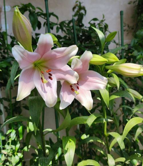 阳台养百合花3个简单技巧花苞满枝颜值高寓意好开爆盆 范文模稿 阳台养百合花3个简单技巧花苞满枝颜值高寓意好开爆盆 范文模稿