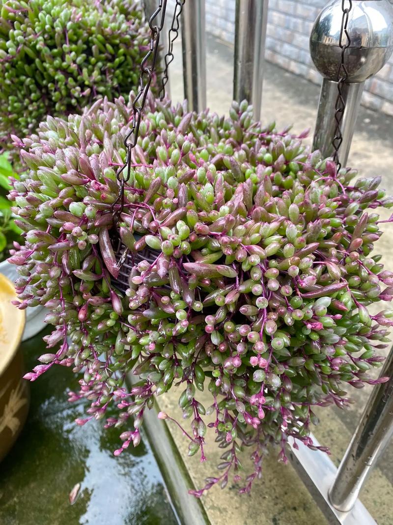 紫玄月真好养常年放楼顶呼呼长不停长成大窗帘还小黄花 范文模稿 紫玄月真好养常年放楼顶呼呼长不停长成大窗帘还小黄花 范文模稿