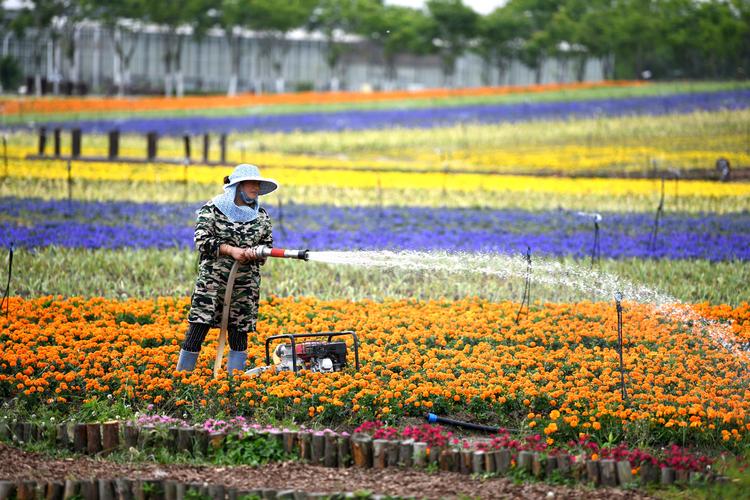 寻乡觅趣 仅需半小时这里千亩花海绿植耍水避暑看完就想去 范文模稿 寻乡觅趣 仅需半小时这里千亩花海绿植耍水避暑看完就想去 范文模稿