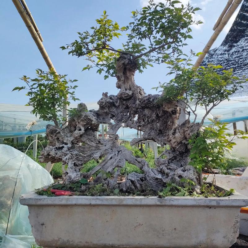 黄荆树桩盆景怎样栽种 范文模稿 黄荆树桩盆景怎样栽种 范文模稿