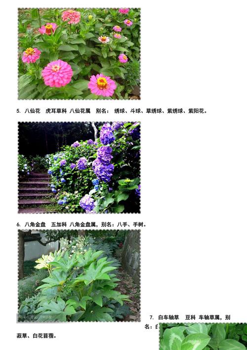 这些清新脱俗的植物名字用来起名又仙又温柔 范文模稿 这些清新脱俗的植物名字用来起名又仙又温柔 范文模稿
