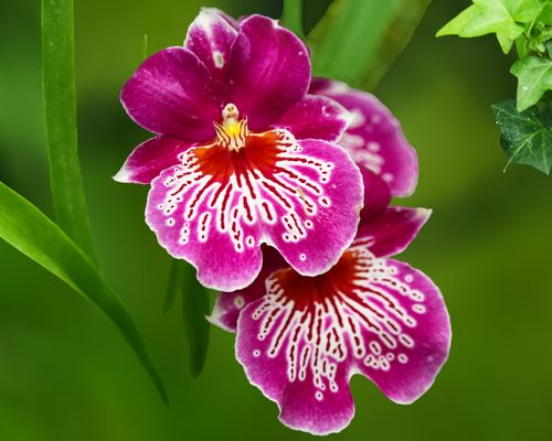 蝴蝶兰多年占据东莞高档兰花销量第一位怎样养活洋兰皇后 范文模稿 蝴蝶兰多年占据东莞高档兰花销量第一位怎样养活洋兰皇后 范文模稿