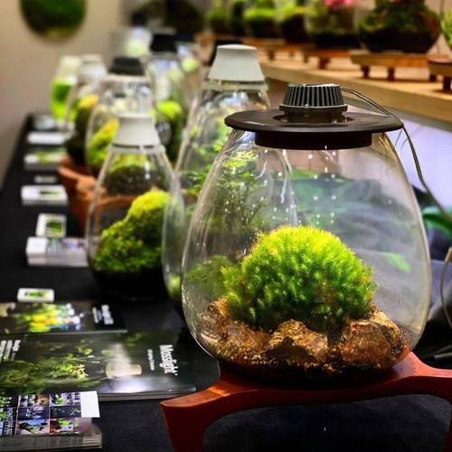 如何在玻璃景观容器中打造美丽景观植物 范文模稿 如何在玻璃景观容器中打造美丽景观植物 范文模稿