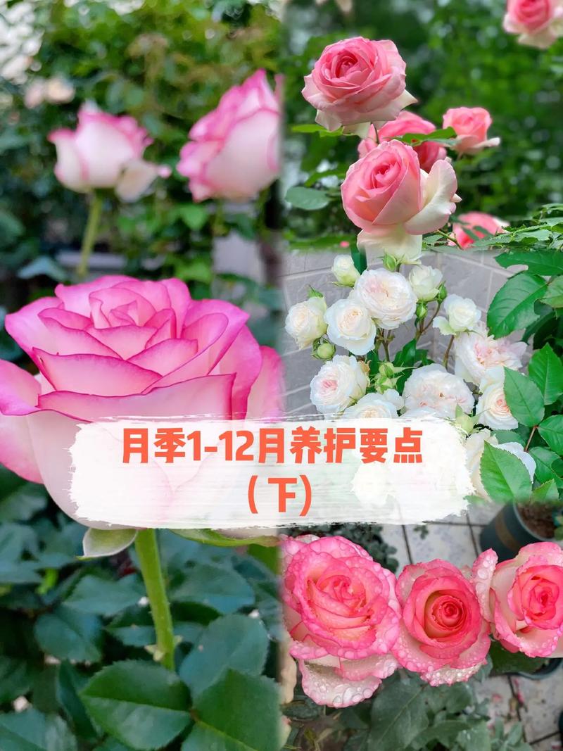 植物让生活更美好家庭月季养护指南 范文模稿 植物让生活更美好家庭月季养护指南 范文模稿