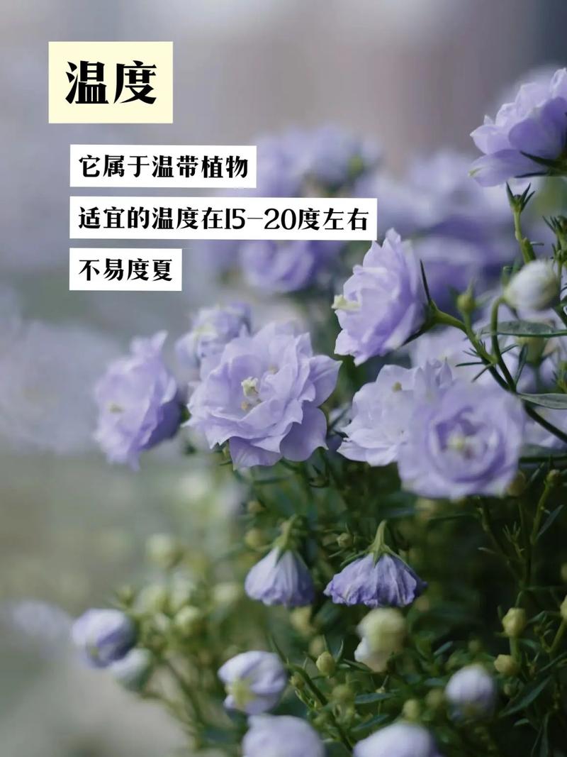 丹麦风铃草的养殖方法 范文模稿 丹麦风铃草的养殖方法 范文模稿