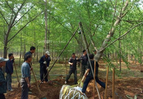 北京市银杏栽植与养护管理技术 范文模稿 北京市银杏栽植与养护管理技术 范文模稿
