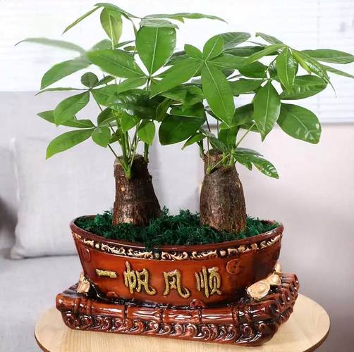 绿植摆对位置可以提升运气你知道吗 范文模稿 绿植摆对位置可以提升运气你知道吗 范文模稿