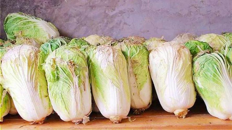菜农教我一招白菜放半年不会坏不蔫儿不烂像刚买的一样新鲜 范文模稿 菜农教我一招白菜放半年不会坏不蔫儿不烂像刚买的一样新鲜 范文模稿