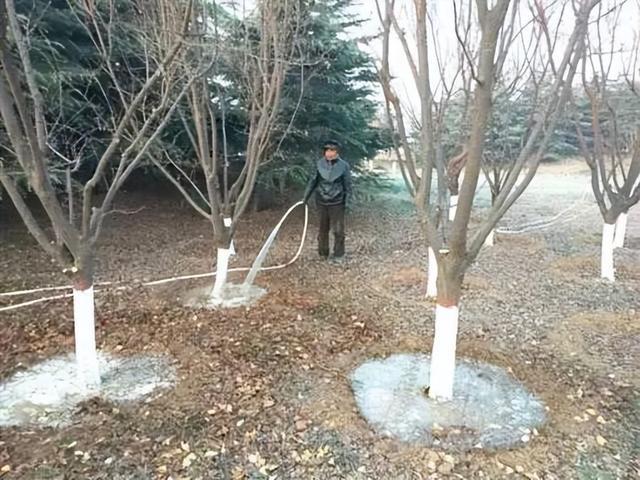 冬季如何给园林植物浇水注意事项一文掌握 范文模稿 冬季如何给园林植物浇水注意事项一文掌握 范文模稿