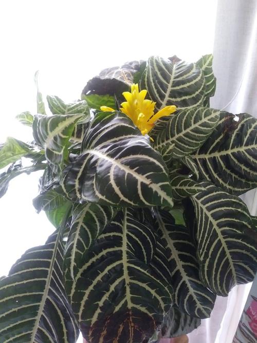 盆栽金脉爵床养护指南让叶脉更加黄还能开出金黄色的花朵 范文模稿 盆栽金脉爵床养护指南让叶脉更加黄还能开出金黄色的花朵 范文模稿