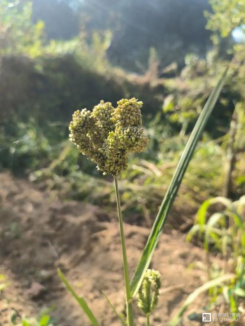 科学家发现让植物肉更具有肉香的天然方法 范文模稿 科学家发现让植物肉更具有肉香的天然方法 范文模稿