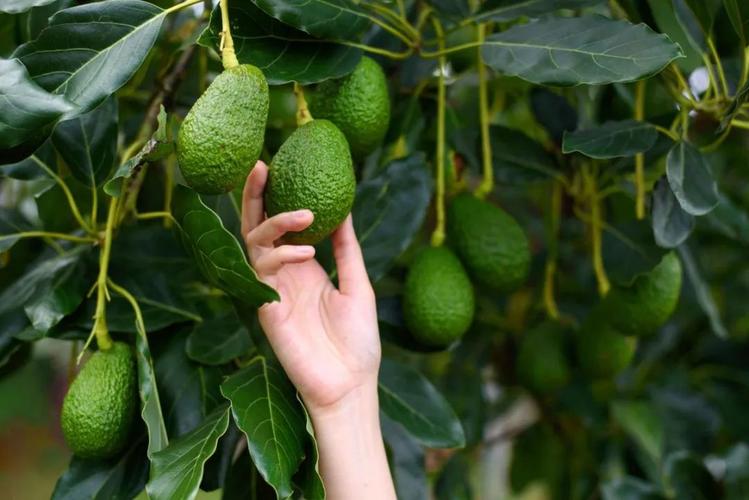 我才不管牛油果好不好吃果核给取出来养成桌面清新小绿植 范文模稿 我才不管牛油果好不好吃果核给取出来养成桌面清新小绿植 范文模稿