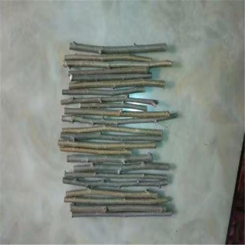 金叶垂榆嫁接培育技术这样做成活率非常的高 范文模稿 金叶垂榆嫁接培育技术这样做成活率非常的高 范文模稿