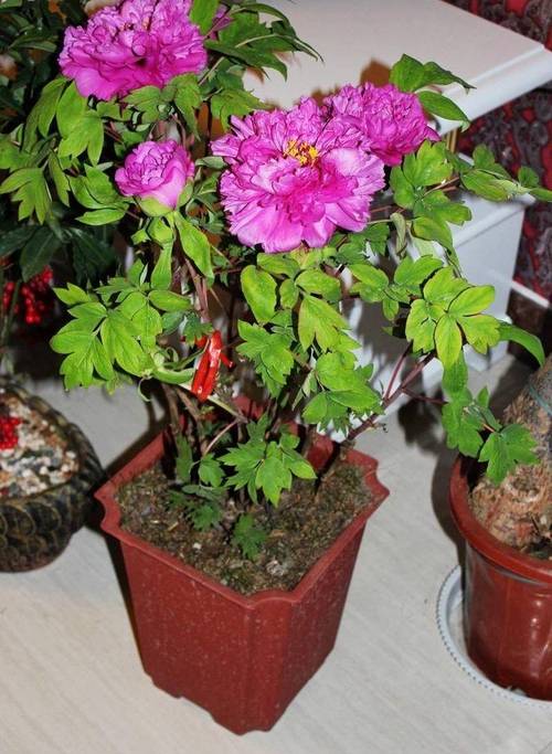 8大盆栽美观好养适合室内很茂盛开花艳花很多很喜庆 范文模稿 8大盆栽美观好养适合室内很茂盛开花艳花很多很喜庆 范文模稿