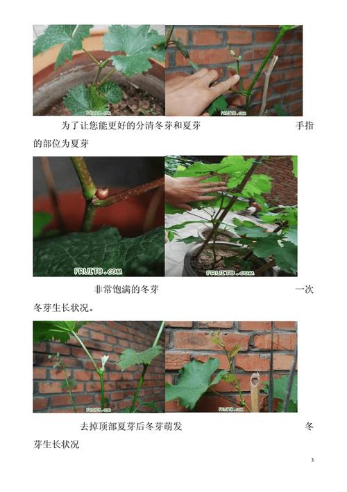 家庭小院种出美味葡萄栽植技巧与全程管理要点详解 范文模稿 家庭小院种出美味葡萄栽植技巧与全程管理要点详解 范文模稿
