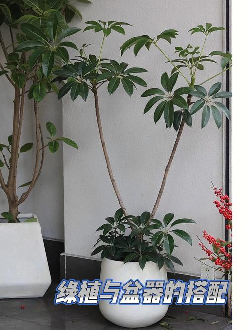 春节回家办公室的植物怎么办别担心2个方法来帮你 范文模稿 春节回家办公室的植物怎么办别担心2个方法来帮你 范文模稿