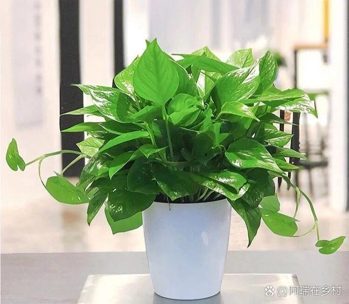 3种叶子宽大肥厚的绿植养在家里带去清凉顺便能净化空气 范文模稿