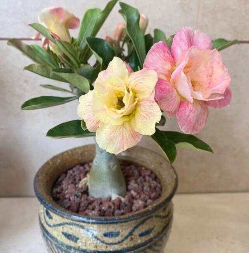 100种花能养在阳台上50种开花的40种绿植10种蔬果 范文模稿 100种花能养在阳台上50种开花的40种绿植10种蔬果 范文模稿