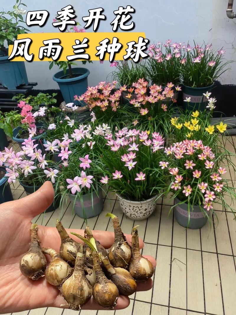 秋天养风雨兰只做2步叶子更多开花更多下雨出太阳都开花 范文模稿 秋天养风雨兰只做2步叶子更多开花更多下雨出太阳都开花 范文模稿