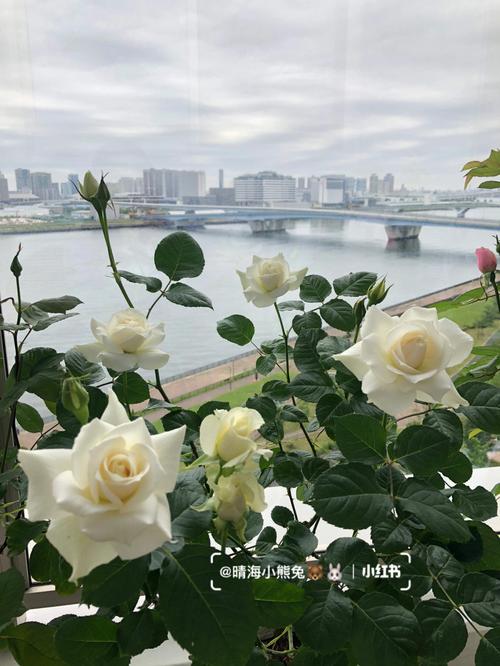 如何让月季花苞在同一时间群开爆盆这些骚操作值得一试 范文模稿 如何让月季花苞在同一时间群开爆盆这些骚操作值得一试 范文模稿