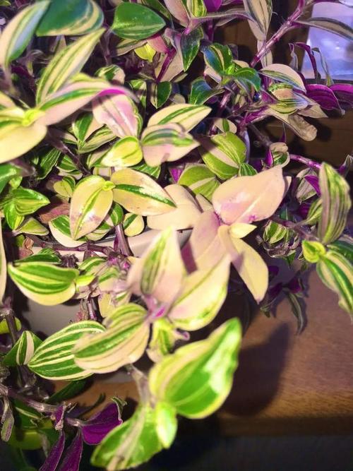 油画吊兰和紫露草植物茎插繁殖指南水培扦插特别容易 范文模稿 油画吊兰和紫露草植物茎插繁殖指南水培扦插特别容易 范文模稿