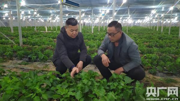 长垣市常村镇紫苏产业助力脱贫 产品远销日韩 范文模稿 长垣市常村镇紫苏产业助力脱贫 产品远销日韩 范文模稿